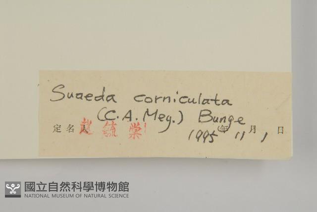 角果鹼蓬藏品圖，第3張