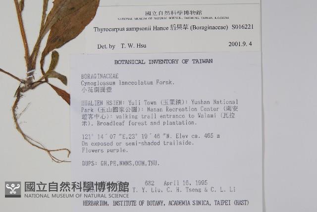 盾果草藏品圖，第2張