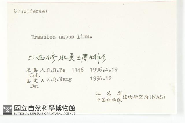 歐洲油菜藏品圖，第3張