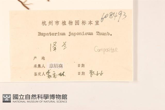 佩蘭、澤蘭藏品圖，第3張