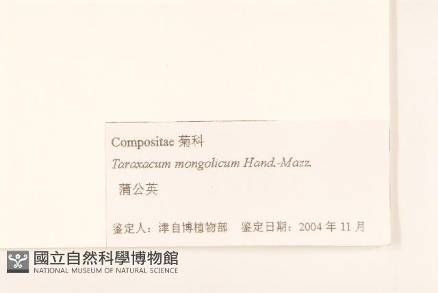 蒲公英藏品圖，第3張