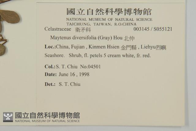 北仲, 刺裸實藏品圖，第2張