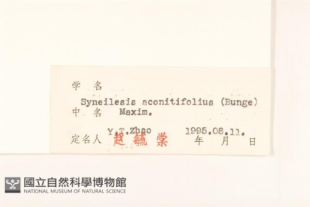 兔兒傘藏品圖，第3張