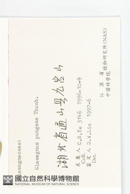 胡頹子藏品圖，第3張