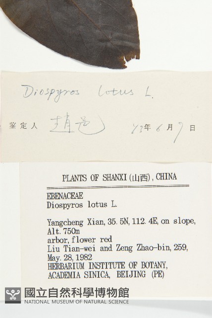 黑棗、君遷子藏品圖，第3張