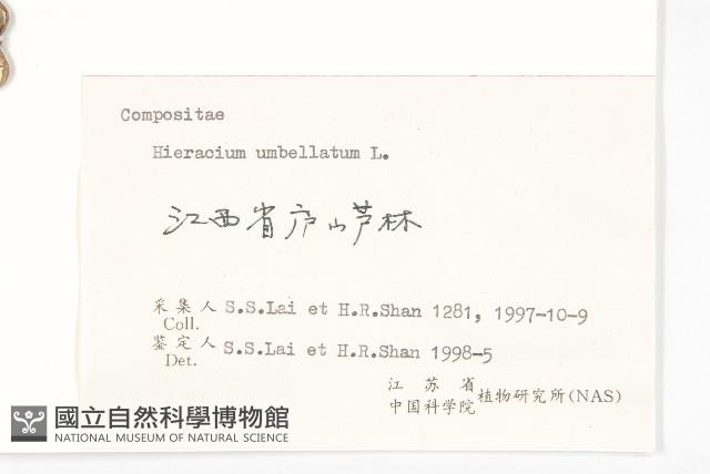 山柳菊藏品圖，第3張