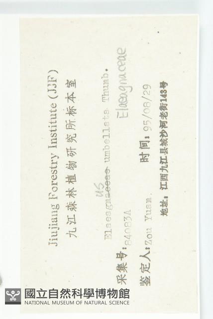 小葉胡頹子藏品圖，第3張