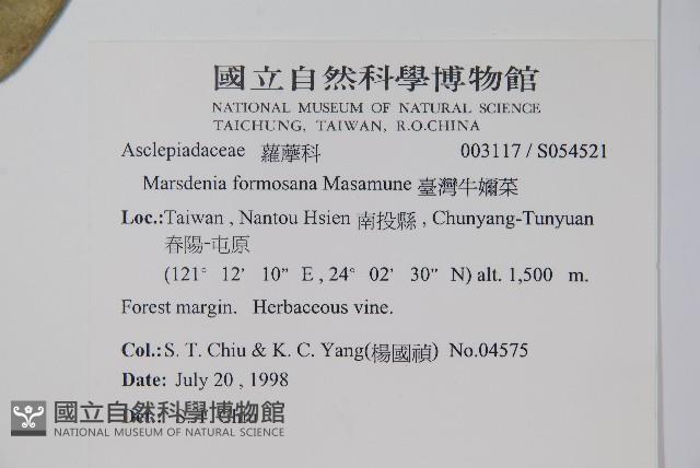 臺灣牛嬭菜藏品圖，第2張