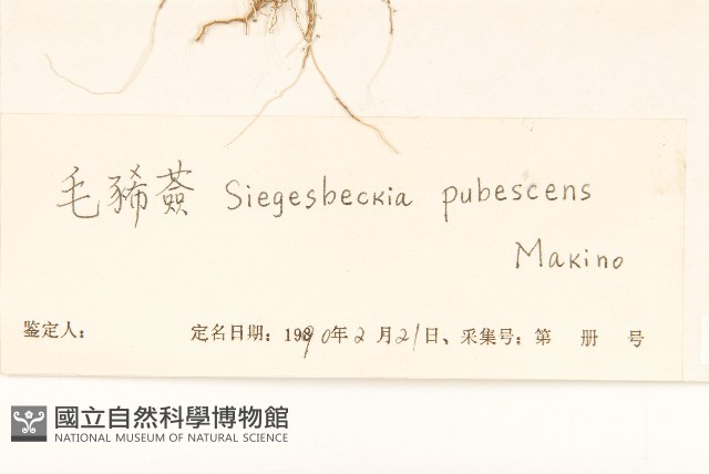 腺梗豨薟藏品圖，第3張