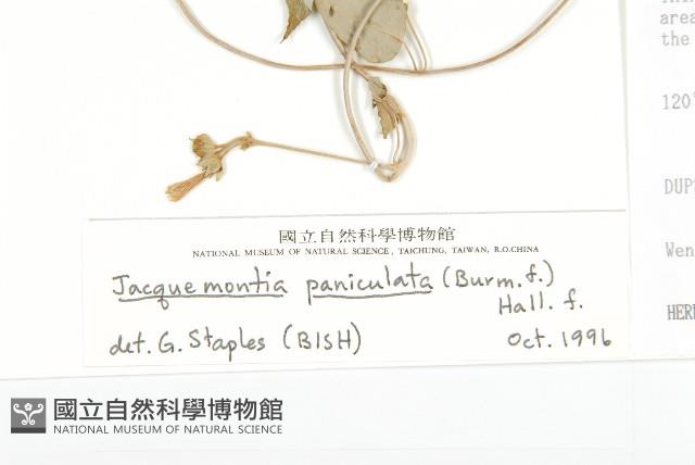 娥房藤藏品圖，第3張