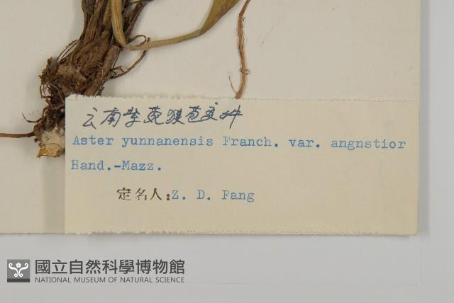 狹苞雲南紫菀藏品圖，第3張
