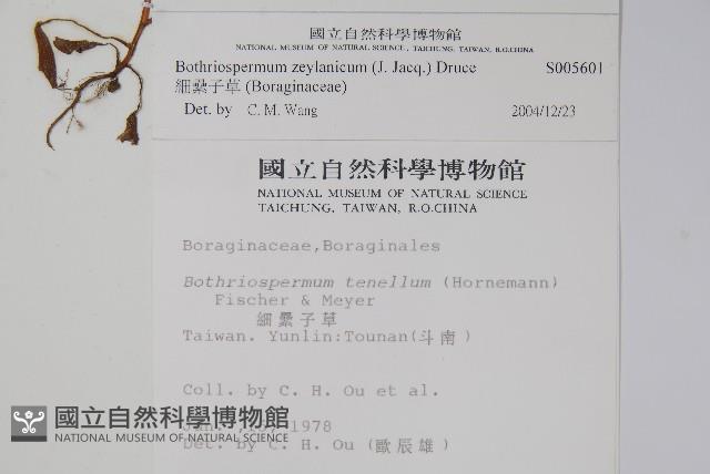 細纍子草藏品圖，第2張