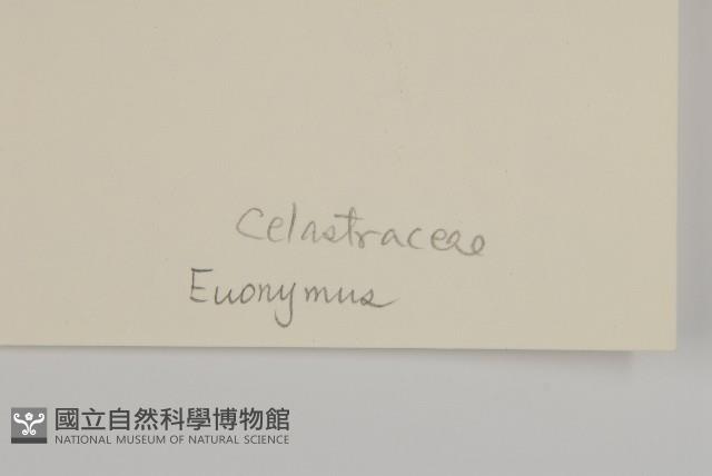 登錄號:S043601藏品圖，第3張