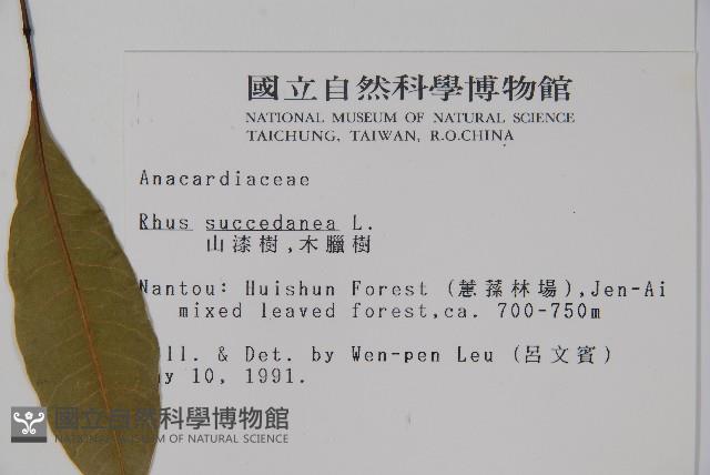 木蠟樹、山漆藏品圖，第2張