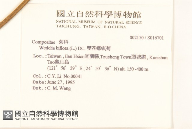 雙花蟛蜞菊藏品圖，第2張