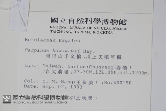 阿里山千金榆藏品圖，第2張