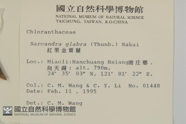 草珊瑚、紅果金粟蘭藏品圖，第2張