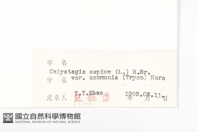 寬葉打碗花藏品圖，第3張