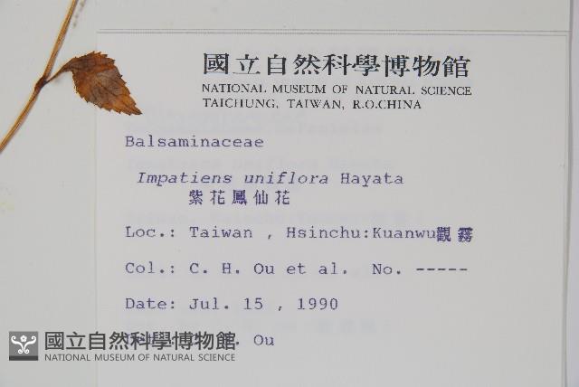 紫花鳳仙花藏品圖，第2張