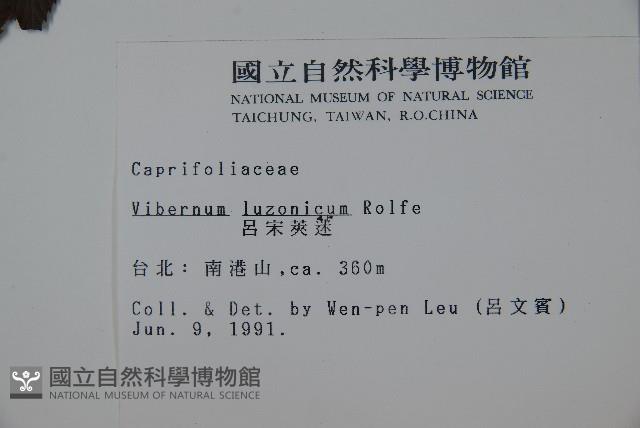 呂宋莢迷藏品圖，第2張