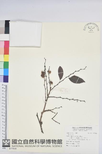 登錄號:S097101藏品圖，第3張