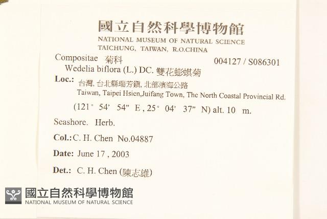 雙花蟛蜞菊藏品圖，第2張