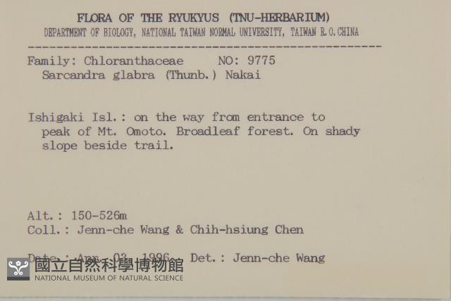 草珊瑚、紅果金粟蘭藏品圖，第2張