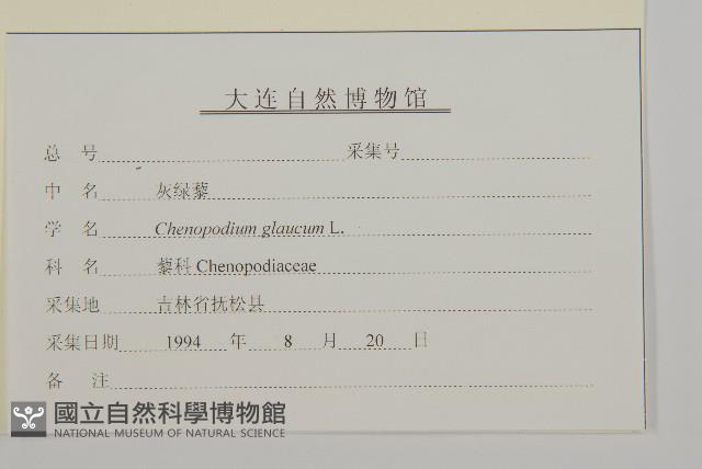 灰綠藜藏品圖，第3張