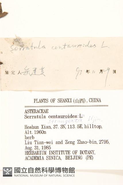 麻花頭藏品圖，第3張