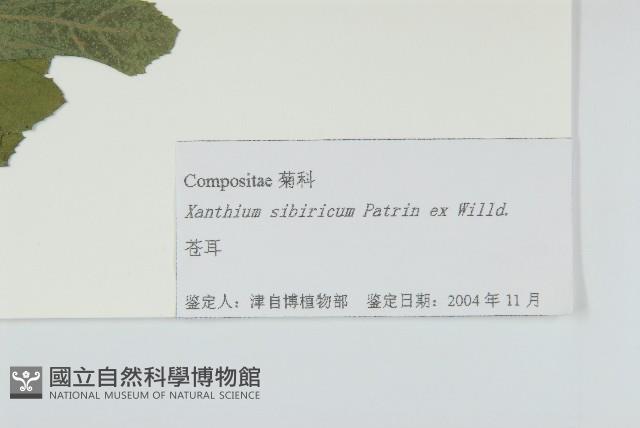 蒼耳藏品圖，第3張