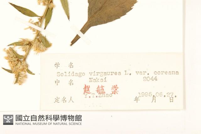 朝鮮一枝黃花藏品圖，第3張