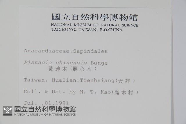 黃連木、爛心木藏品圖，第2張