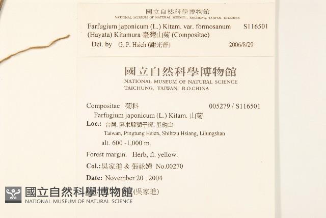 臺灣山菊藏品圖，第2張