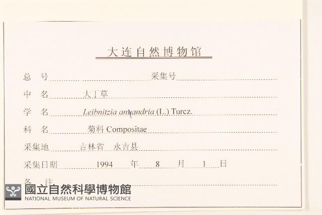 大丁草藏品圖，第3張