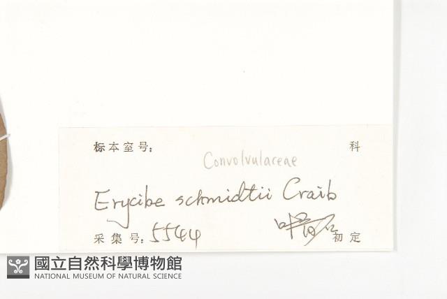 光葉丁公藤藏品圖，第3張