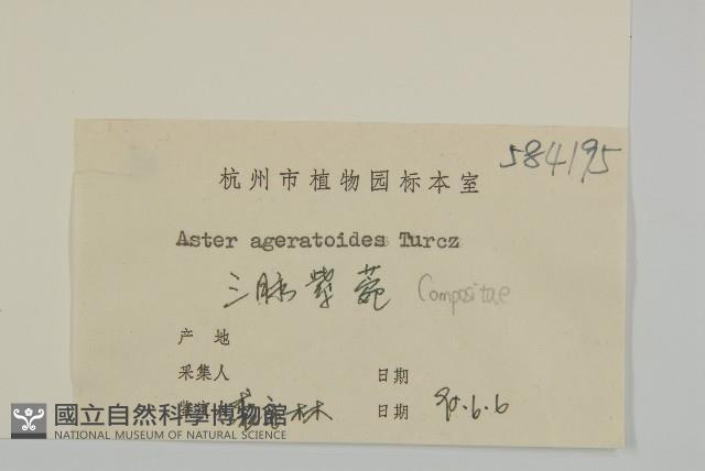 山白蘭藏品圖，第3張