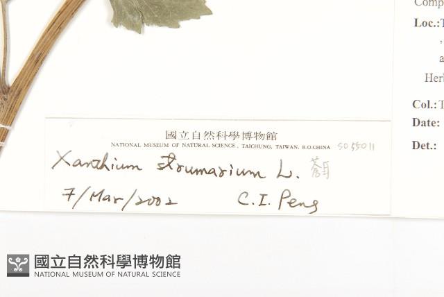 蒼耳、羊帶來藏品圖，第3張