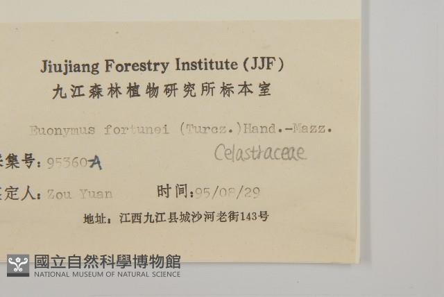 扶芳藤藏品圖，第3張