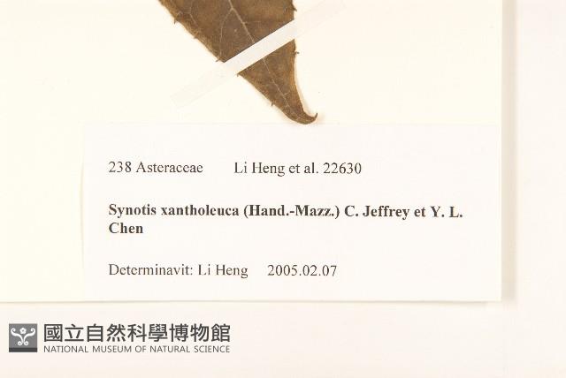 黃白尾藥菊藏品圖，第3張