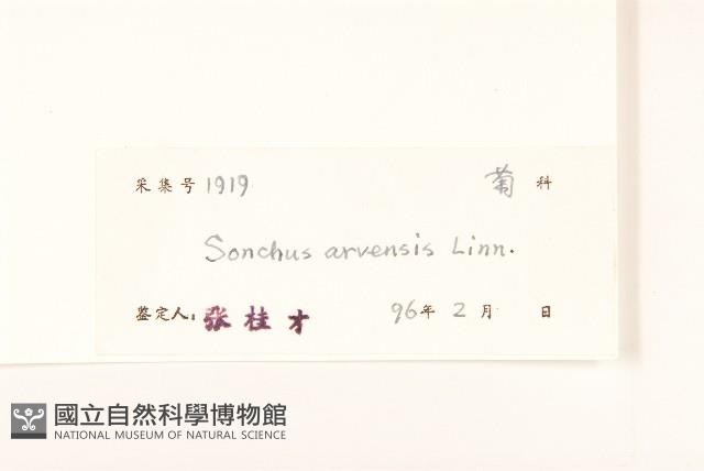 苦苣菜藏品圖，第3張