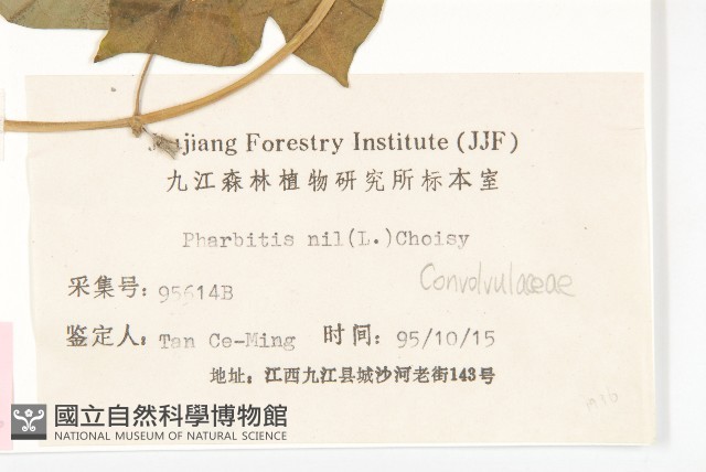 碗仔花藏品圖，第3張