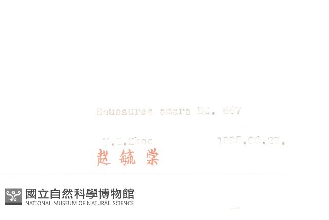 草地風毛菊藏品圖，第3張