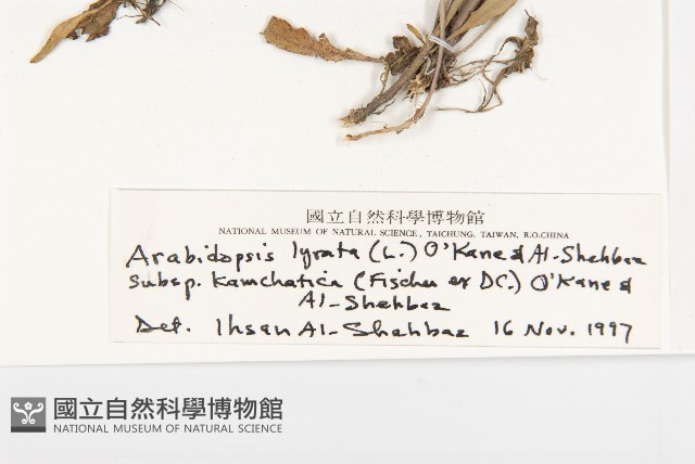 玉山筷子芥藏品圖，第3張