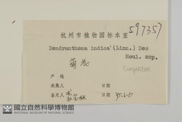 油菊、野菊藏品圖，第3張