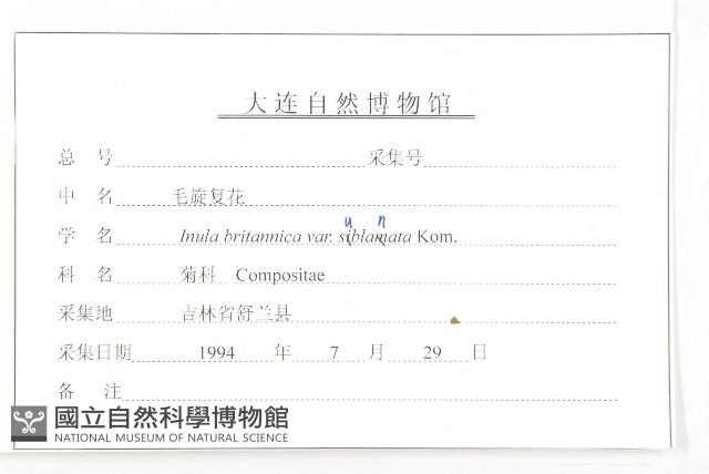 毛旋覆花藏品圖，第3張