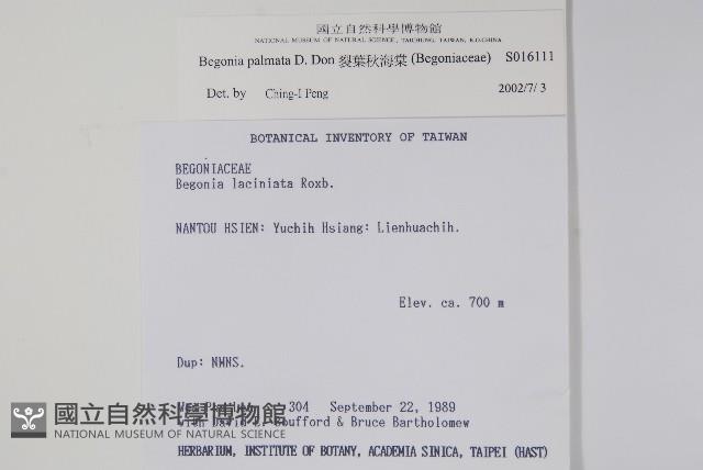 裂葉秋海棠藏品圖，第2張