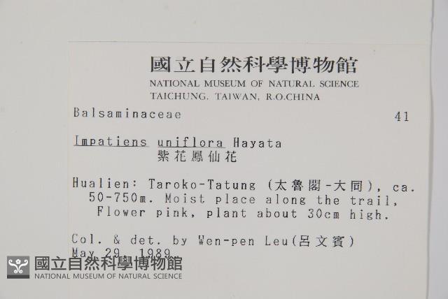 紫花鳳仙花藏品圖，第2張