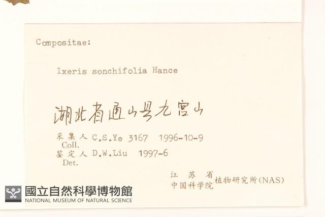 抱莖苦菜藏品圖，第3張