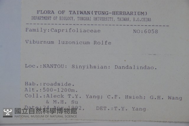 呂宋莢迷藏品圖，第2張