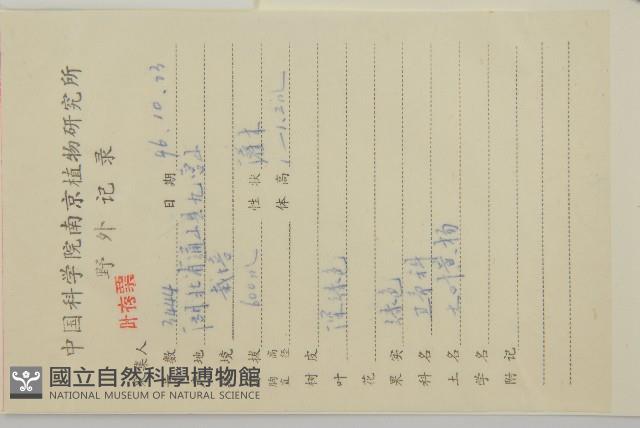 日本衛矛, 大葉黃楊藏品圖，第2張